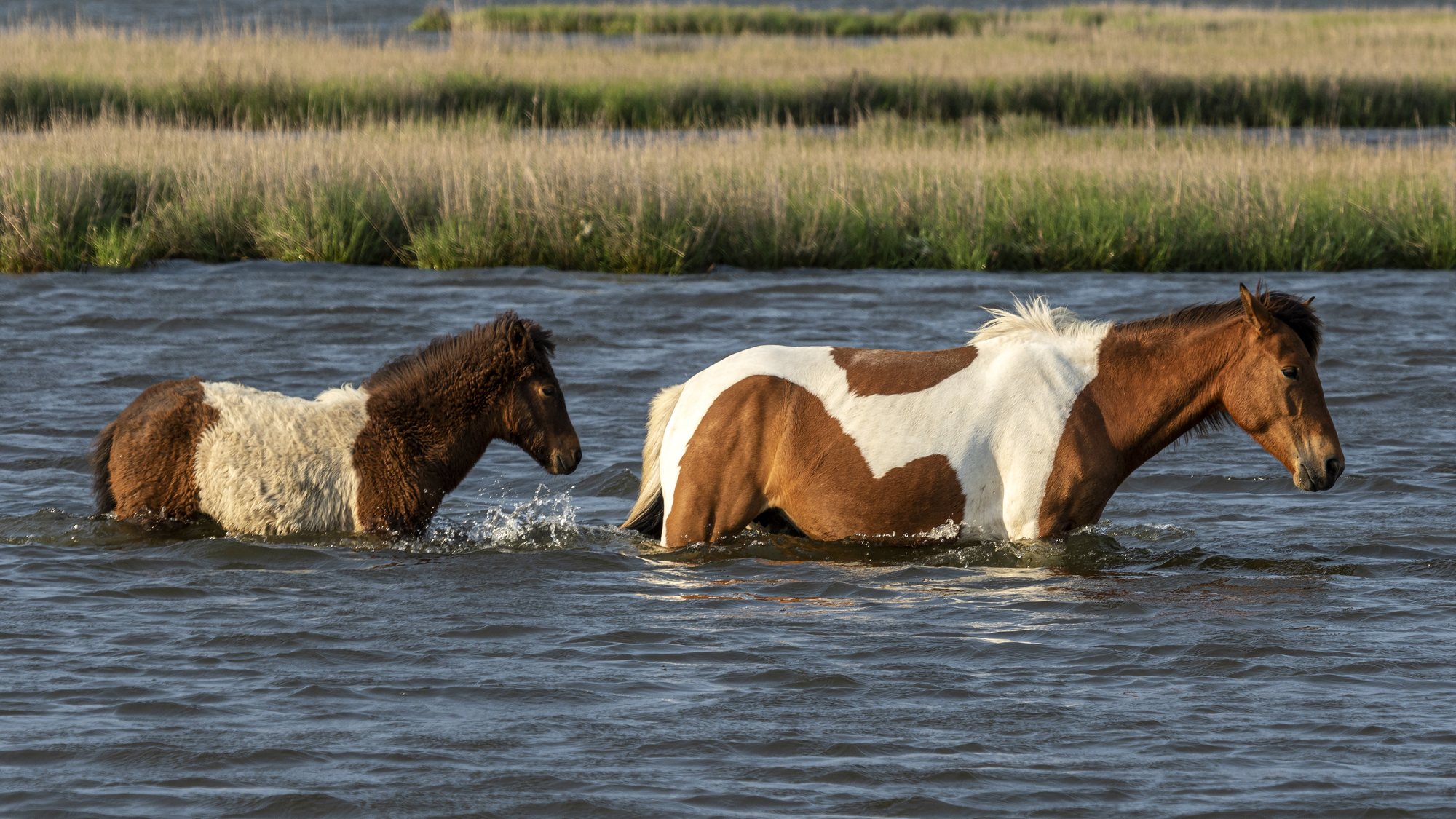Two Assateague ponies wading in the bay, Maryland